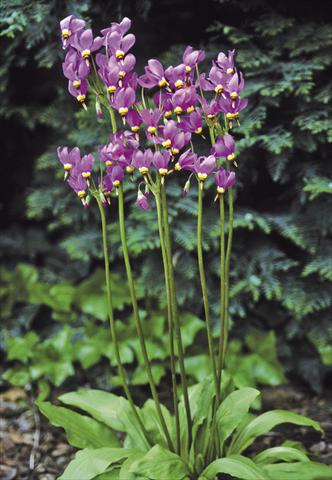 Photos von Blumenvarianten benutzt als: Beet- / Rabattenpflanze Dodecatheon meadia Goliath