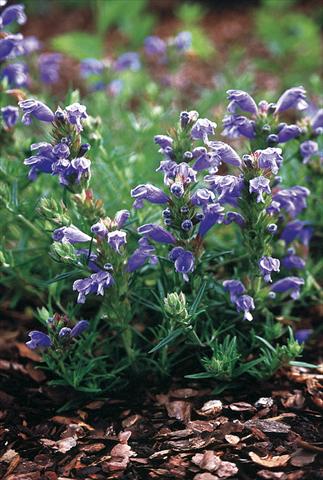 Photos von Blumenvarianten benutzt als: Beet- / Rabattenpflanze Draocephalum argunense Fuji Blue