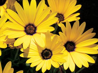 Photos von Blumenvarianten benutzt als: Topf, Beet, Terrasse Osteospermum Banana Symphony