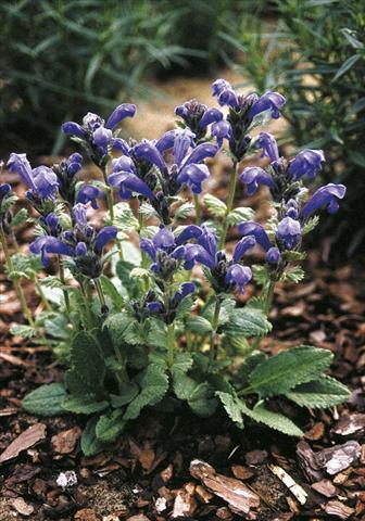 Photos von Blumenvarianten benutzt als: Beet- / Rabattenpflanze Draocephalum grandiflorum Altai Blue