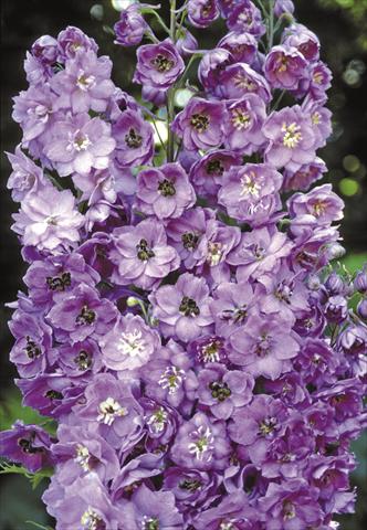Photos von Blumenvarianten benutzt als: Beet- / Rabattenpflanze Delphinium elatum New Millennium Series Blushing Brides