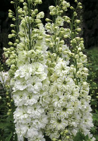 Photos von Blumenvarianten benutzt als: Beet- / Rabattenpflanze Delphinium elatum New Millennium Series Green Twist