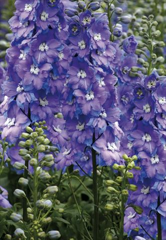 Photos von Blumenvarianten benutzt als: Beet- / Rabattenpflanze Delphinium elatum New Millennium Series Morning Lights