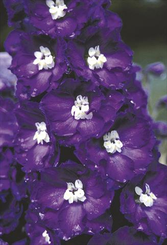 Photos von Blumenvarianten benutzt als: Beet- / Rabattenpflanze Delphinium elatum New Millennium Series Purple Passion