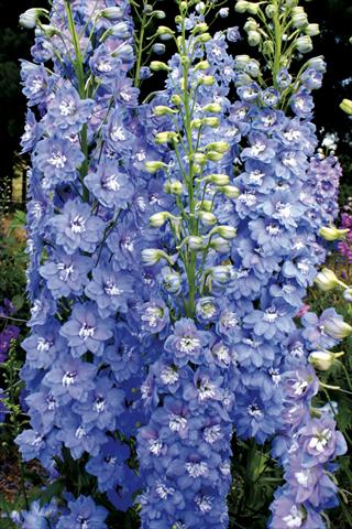 photo of flower to be used as: Bedding / border plant Delphinium elatum New Millennium Series Sunny Skies