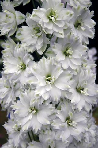 Photos von Blumenvarianten benutzt als: Beet- / Rabattenpflanze Delphinium elatum New Millennium Series Double Innocence