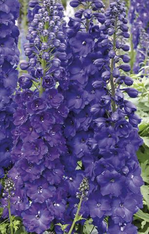 Photos von Blumenvarianten benutzt als: Beet- / Rabattenpflanze Delphinium elatum New Millennium Series Pagan Purples