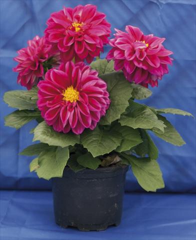 Photos von Blumenvarianten benutzt als: Topf, Beet, Terrasse, Ampel Dahlia Dali rose