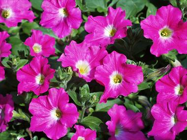 Photos von Blumenvarianten benutzt als: Topf, Terrasse, Ampel. Petunia pendula Conchita Pink Kiss