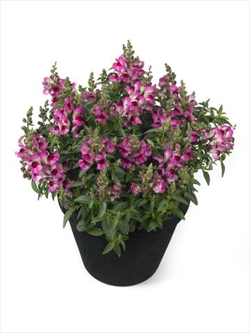 Photos von Blumenvarianten benutzt als: Ampel/Topf Antirrhinum majus Diana Lilac