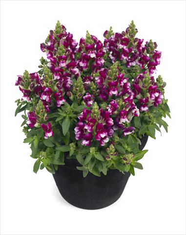 Photos von Blumenvarianten benutzt als: Ampel/Topf Antirrhinum majus Diana Purple White