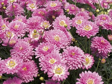 Photos von Blumenvarianten benutzt als: Topf und Beet Argyranthemum Pomponette Pink