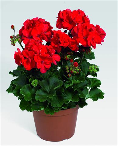 Photos von Blumenvarianten benutzt als: Topf, Beet, Terrasse Pelargonium zonale RED FOX Savannah Red