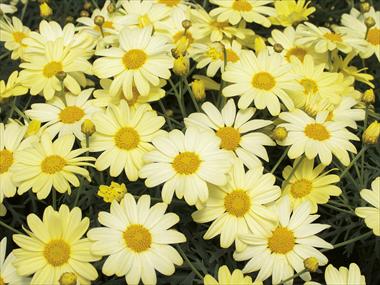 Photos von Blumenvarianten benutzt als: Topf und Beet Argyranthemum Courtyard Citronelle
