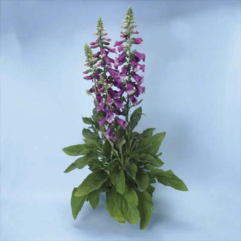 Photos von Blumenvarianten benutzt als: Topf und Beet Digitalis purpurea Dalmatian F1 Purple