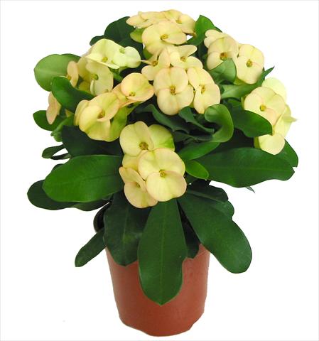 Photos von Blumenvarianten benutzt als: Topf Euphorbia x martinii Dinni