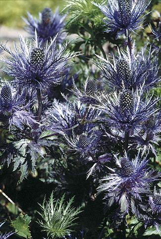 Photos von Blumenvarianten benutzt als: Beet- / Rabattenpflanze Eryngium alpinum Blue Star