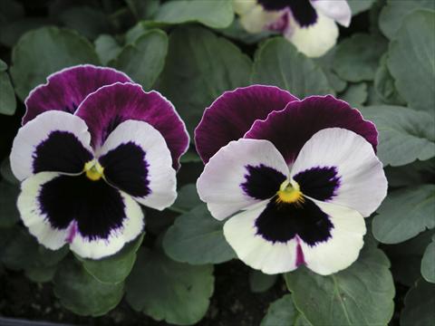 Photos von Blumenvarianten benutzt als: Topf und Beet Viola wittrockiana Earlyflorian Cassis