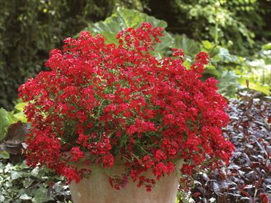Photos von Blumenvarianten benutzt als: Topf, Terrasse, Ampel. Nemesia Sunsatia™ Cranberry