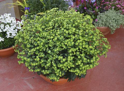 Photos von Blumenvarianten benutzt als: Topf, Beet, Terrasse Euphorbia x martinii Antigone