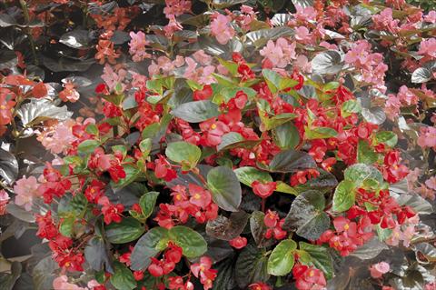 Photos von Blumenvarianten benutzt als: Beet, Topf oder Ampel Begonia x benariensis BIG