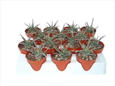 Photos von Blumenvarianten benutzt als: Topf Cactus Leuchterbegia principis