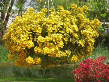 Photos von Blumenvarianten benutzt als: Topf, Terrasse, Ampel. Nemesia Sunsatia™ Lemon
