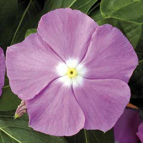 Photos von Blumenvarianten benutzt als: Topf, Beet, Terrasse, Ampel Catharanthus roseus - Vinca Vitesse Lavender