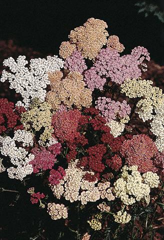 Photos von Blumenvarianten benutzt als: Schnittblume Achillea millefolium Colorado