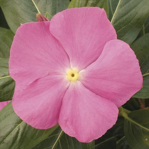 Photos von Blumenvarianten benutzt als: Topf, Beet, Terrasse, Ampel Catharanthus roseus - Vinca Vitesse Pink