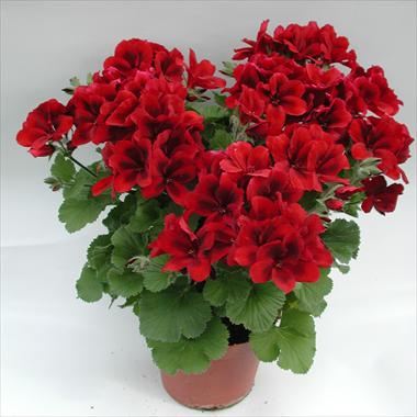 Photos von Blumenvarianten benutzt als: Topf Pelargonium grandiflorum pac® Aristo® Velvet Red