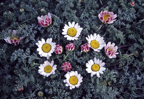 Photos von Blumenvarianten benutzt als: Beet- / Rabattenpflanze Anacyclus pyrethrum var. depressus compactum Silberkissen
