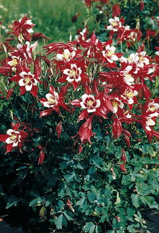 Photos von Blumenvarianten benutzt als: Topf und Beet Aquilegia caerulea Red Hobbit