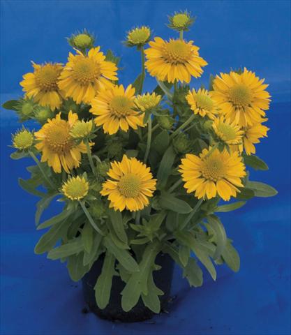 Photos von Blumenvarianten benutzt als: Topf und Beet Gaillardia Gallo Yellow