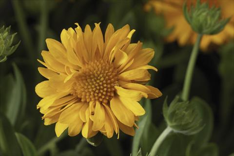 Photos von Blumenvarianten benutzt als: Topf Gaillardia Sunburst T Yellow