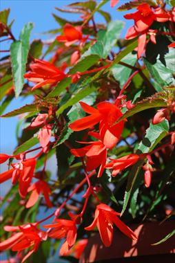 Photos von Blumenvarianten benutzt als: Terrasse, Beet Begonia Summerwings Orange