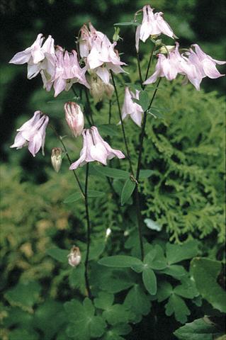 Photos von Blumenvarianten benutzt als: Beet- / Rabattenpflanze Aquilegia vulgaris Heidi