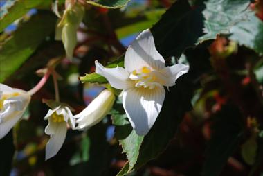 Photos von Blumenvarianten benutzt als: Terrasse, Beet Begonia Summerwings White