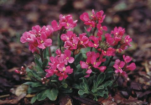 Photos von Blumenvarianten benutzt als: Beet- / Rabattenpflanze Arabis blepharophylla Rote Sensation (Red Sensation)