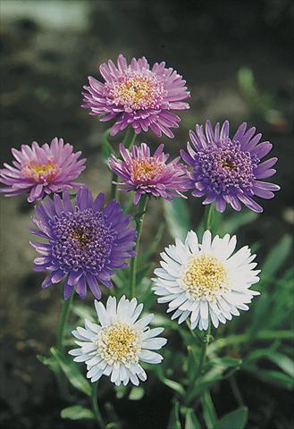 Photos von Blumenvarianten benutzt als: Beet- / Rabattenpflanze Aster alpinus Märchenland (Fairyland)