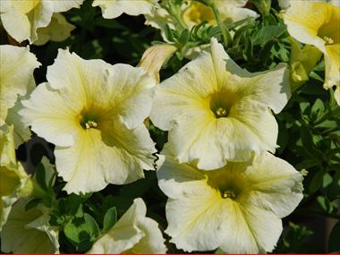 Photos von Blumenvarianten benutzt als: Topf, Terrasse, Ampel. Petunia pendula Niagara Astral