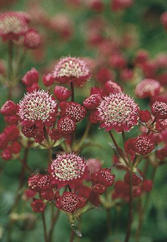 Photos von Blumenvarianten benutzt als: Beet- / Rabattenpflanze Astrantia Major-Hybr. Ruby Cloud