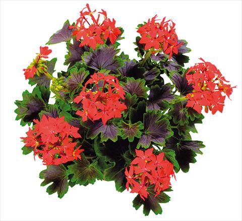 Photos von Blumenvarianten benutzt als: Beet, Terrasse, Ampel Pelargonium zonale Chocolate