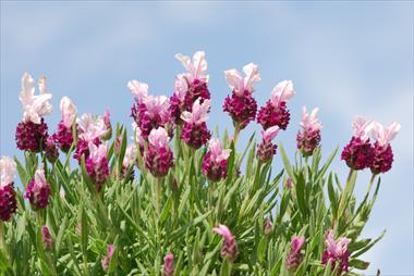 Photos von Blumenvarianten benutzt als: Topf und Beet Lavandula Avignon