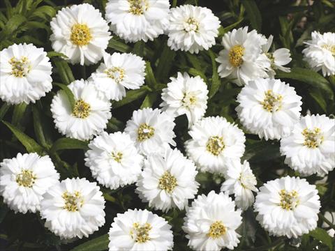 Photos von Blumenvarianten benutzt als: Topf, Beet, Terrasse, Ampel Achillea Pelfi© Gipsy© White