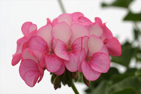 Photos von Blumenvarianten benutzt als: Topf Pelargonium x hortorum F.1 Horizon Rose Ice