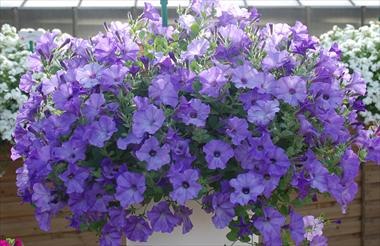 Photos von Blumenvarianten benutzt als: Topf, Terrasse, Ampel. Petunia pendula Conchita Azur
