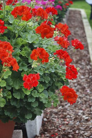 Photos von Blumenvarianten benutzt als: Beet, Terrasse, Ampel Pelargonium zonale Alpin Red