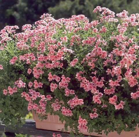 Photos von Blumenvarianten benutzt als: Terrasse, Ampel Pelargonium crispum Angeleyes Orange