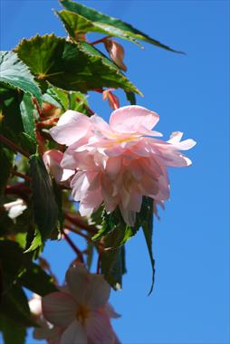 Photos von Blumenvarianten benutzt als: Terrasse, Ampel Begonia Belleconia™ Apricot Blush